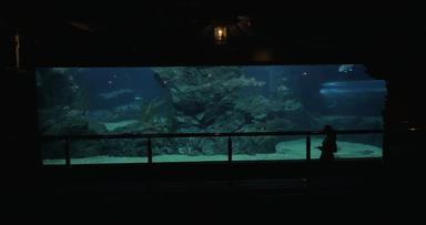 女人曼谷泰国海洋水族馆暹罗<strong>海洋世界</strong>图片平板电脑鱼